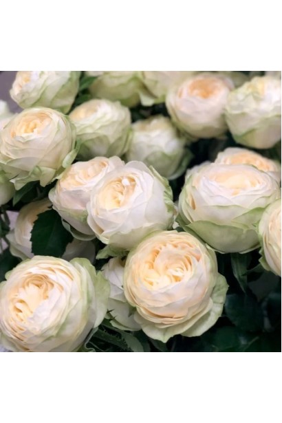 Роза чайно-гибридная Пур Блонд